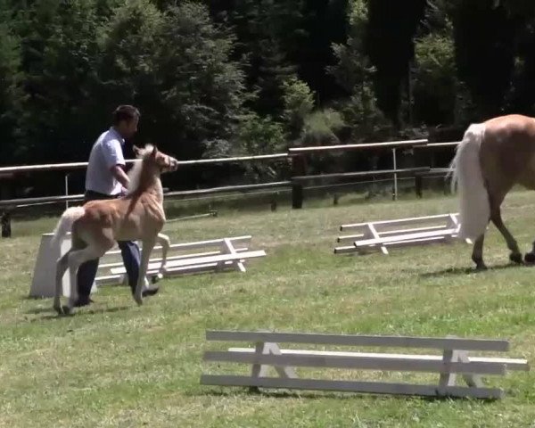 Pferd Hengst von Sterntänzer (Haflinger, 2014, von Sterntaenzer)