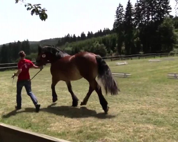 horse Diana (Rhenish-German Cold-Blood, 2011, from Djago II)