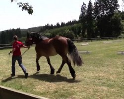 Dressage horse Diana (Rheinisch-Deutsches Kaltblut, 2011, from Djago II)