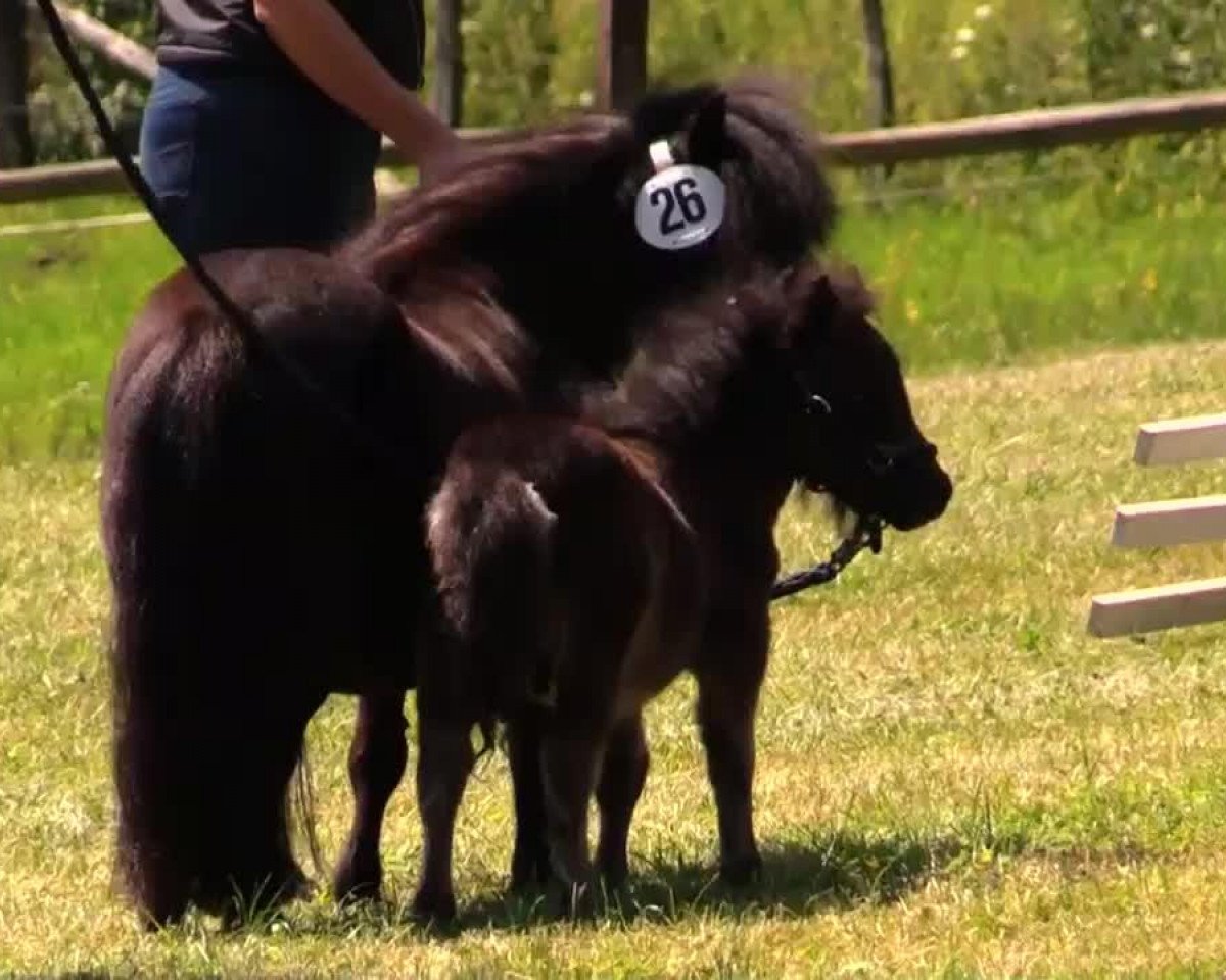 horse Stute von Isonzo v. Soestblick (Shetland pony (under 87 cm), 2014, from Isonzo vom Soestblick)