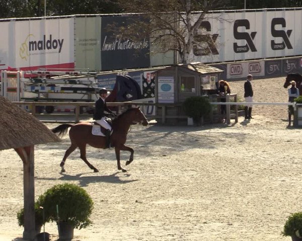 FEI Reitturnier Lier (BEL) 2020