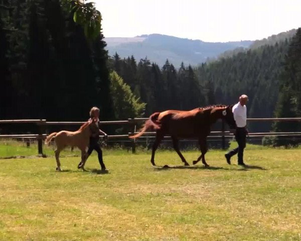 horse DéjàVu J (German Riding Pony, 2014, from Dimension AT NRW)