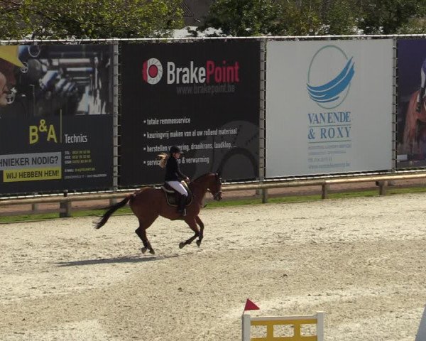 FEI Reitturnier Lier (BEL) 2020