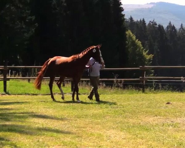 Springpferd Flaunah (Westfale, 2011, von For Contest)