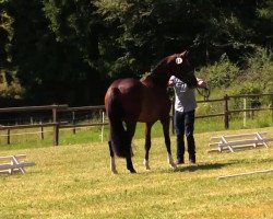 jumper Cocco (Westphalian, 2011, from Cordynox)