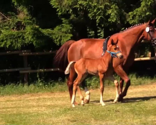 horse Hengst von Peking (Rhinelander, 2014, from Peking)