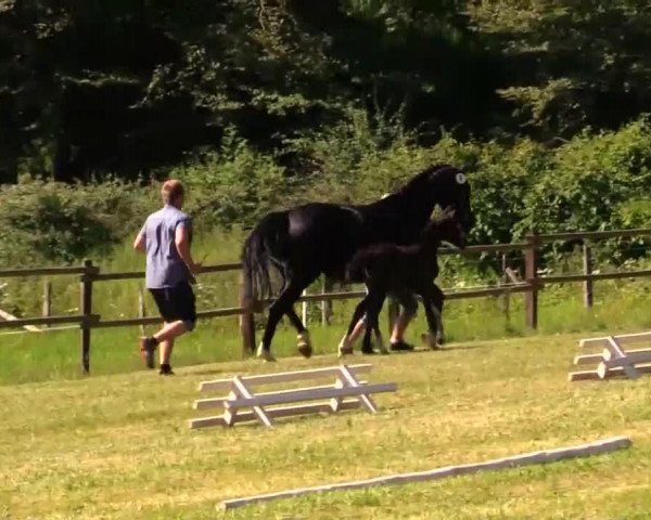 horse Stute von Serafino (Westphalian, 2014, from Serafino 32)