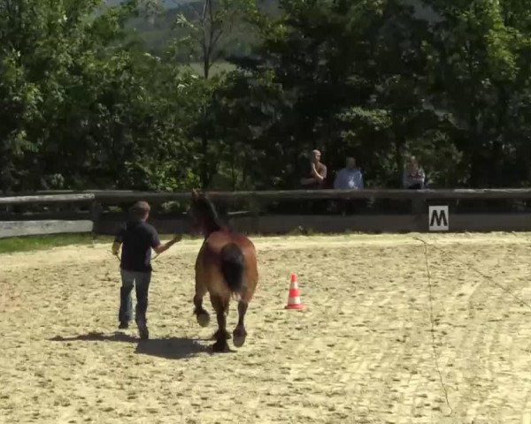 broodmare Hexe (Rhenish-German Cold-Blood, 2011, from Helmut)