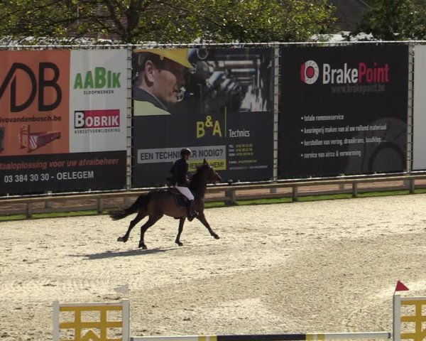 FEI Reitturnier Lier (BEL) 2020
