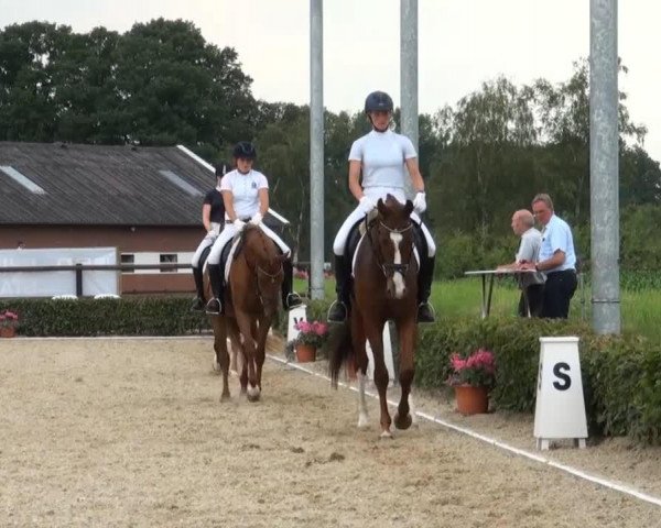 Pferd Damon's Five Star (Westfale, 2011, von Damon Hill)