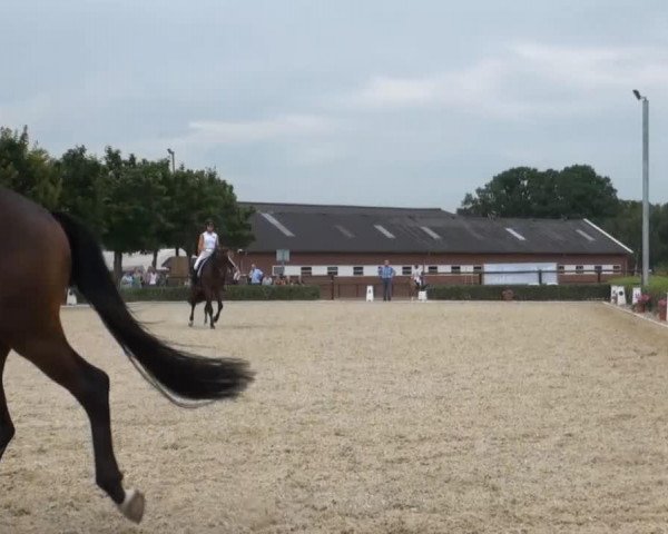 stallion De l'amour (Hanoverian, 2011, from Don Henrico)