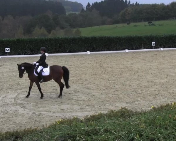 dressage horse Pia 251 (German Riding Pony, 1990, from Helios)