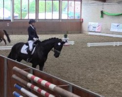 dressage horse Dakar 153 (Oldenburg, 2008, from Danone II)