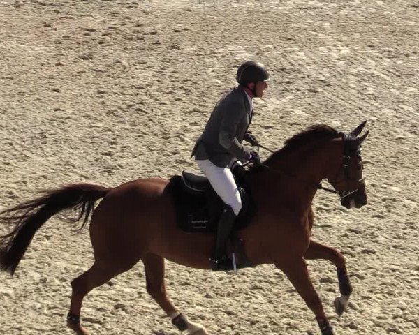 FEI Reitturnier Lier (BEL) 2020