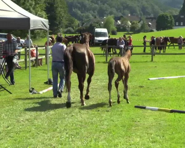Pferd California 131 (Westfale, 2014, von Cordynox)