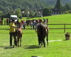 Pferd Flame (Westfale, 2014, von Fürst Piccolo)