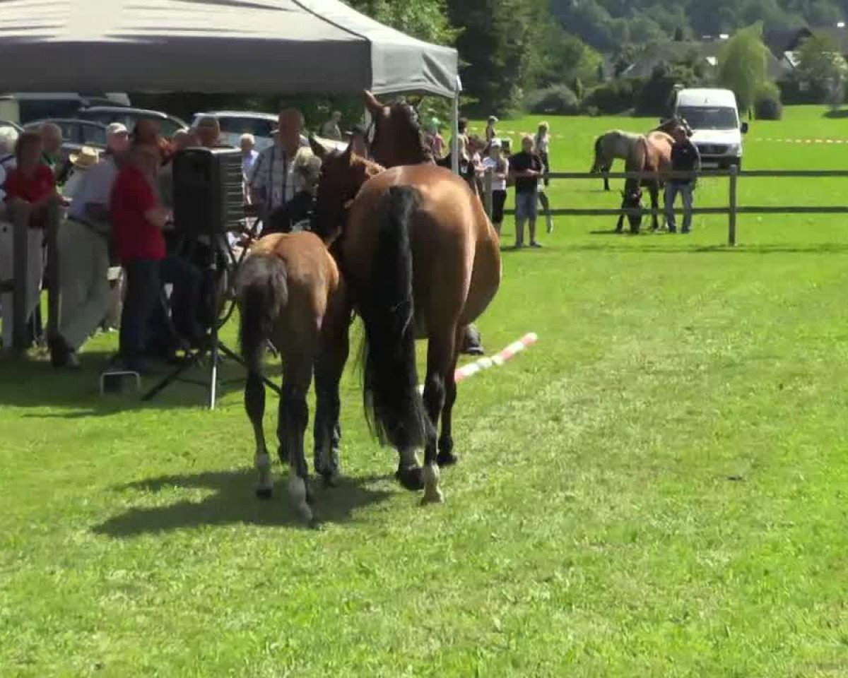 horse Hengst von Balous Bellini (Westphalian, 2014, from Balous Bellini)