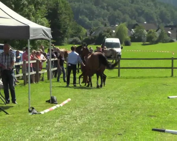 horse Don Olymp P (Westphalian, 2014, from Don Olymbrio)