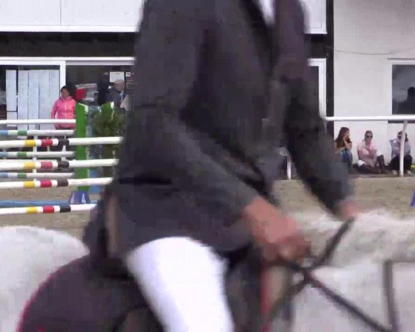 jumper Zenite de Grous (Cruzado-Portugues, 2004, from Gedeon d'l'Herbage) jumper Zenite de Grous (Cruzado-Portugues, 2004, from Gedeon d'l'Herbage)