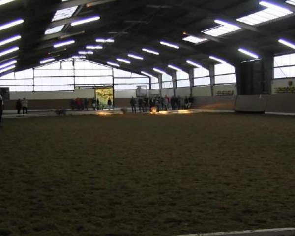 Dressurpferd Starlight 315 (Westfale, 2010, von San Amour I)