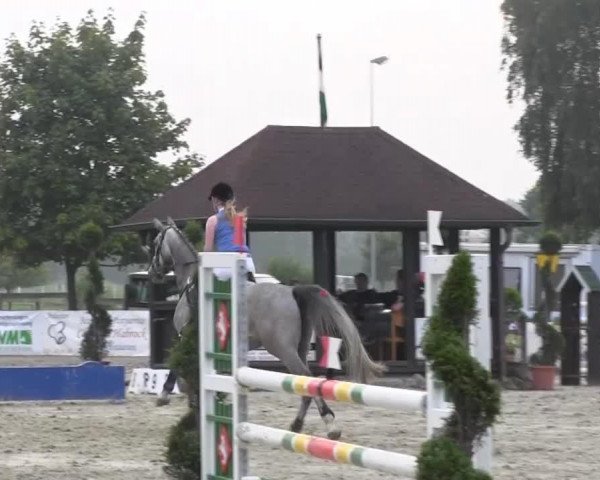 jumper Caspari W (Westphalian, 2009, from Berlin)