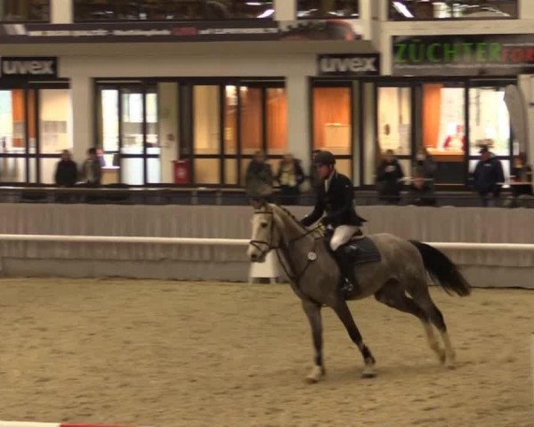 Springpferd Cokowääh W (Westfale, 2010, von Camax L)