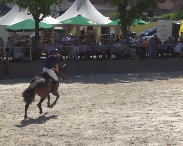 Springpferd Chandler (Deutsches Sportpferd, 2008, von Corea)