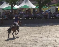 jumper Chandler (German Sport Horse, 2008, from Corea)