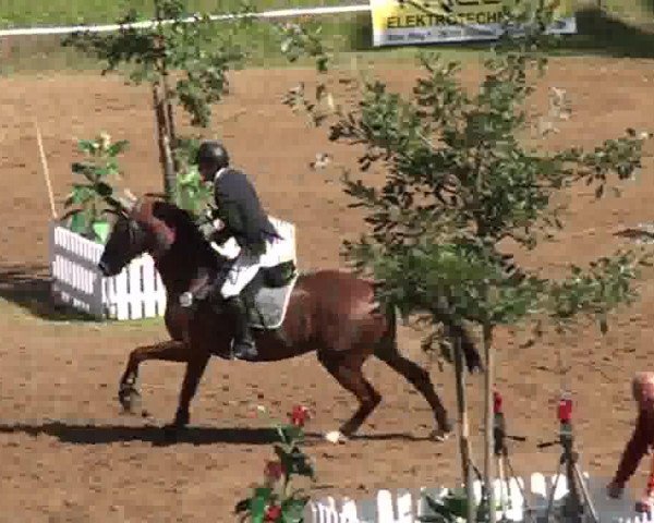 broodmare S-Klasse (Hanoverian, 2005, from Shalimaro)
