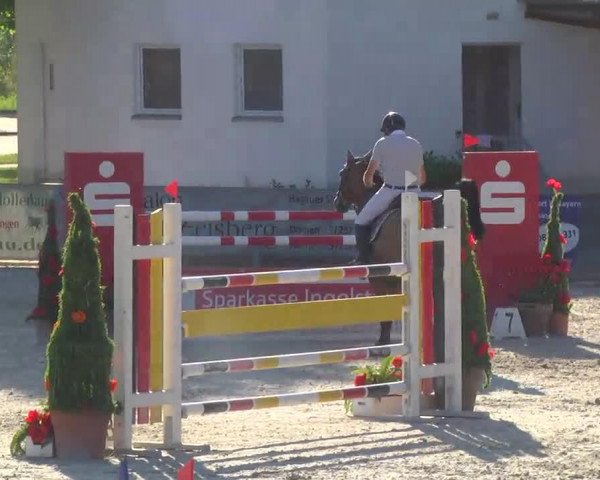 jumper Coraggio D Hulsterlo (Belgian Warmblood, 2002, from Canadian River)