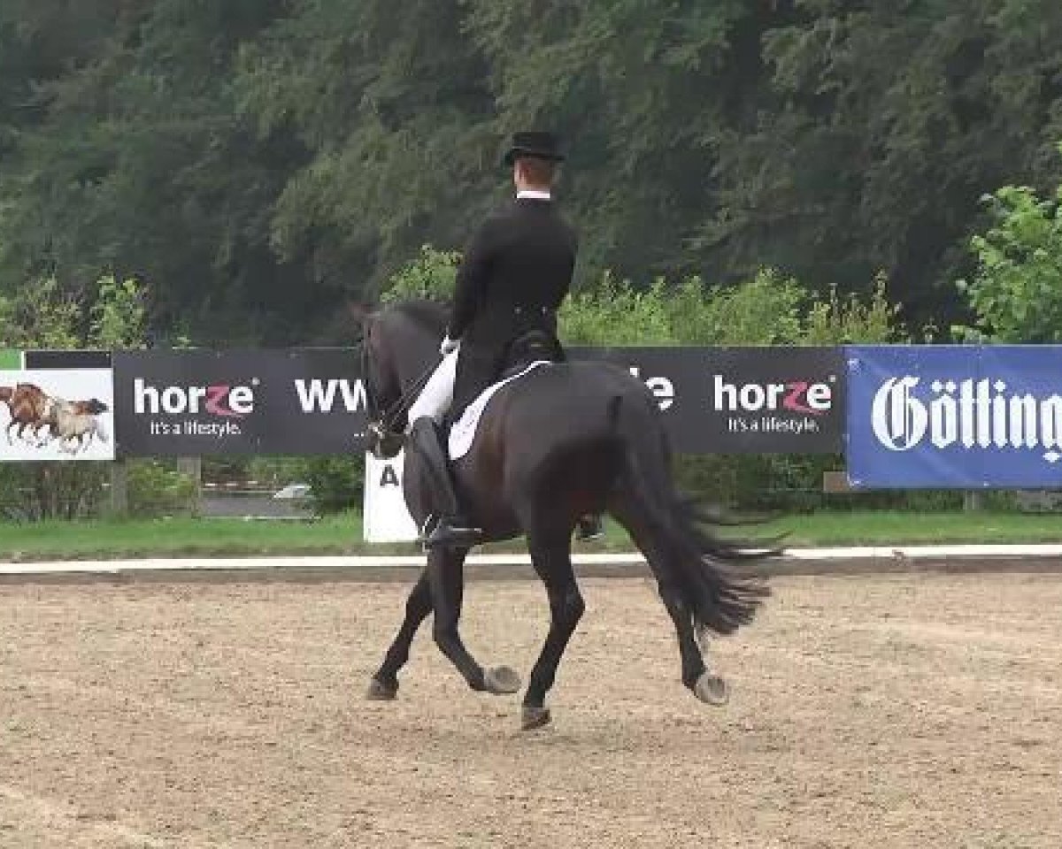Dressurpferd Fellow Plus (Hannoveraner, 2007, von Fidertanz)