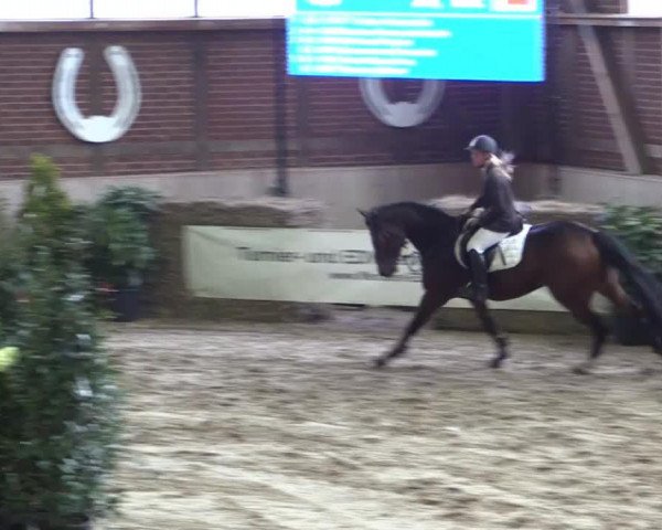 Springpferd Quinto 81 (Westfale, 2009, von Quintender 2)