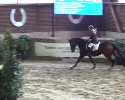 jumper Quinto 81 (Westphalian, 2009, from Quintender 2)