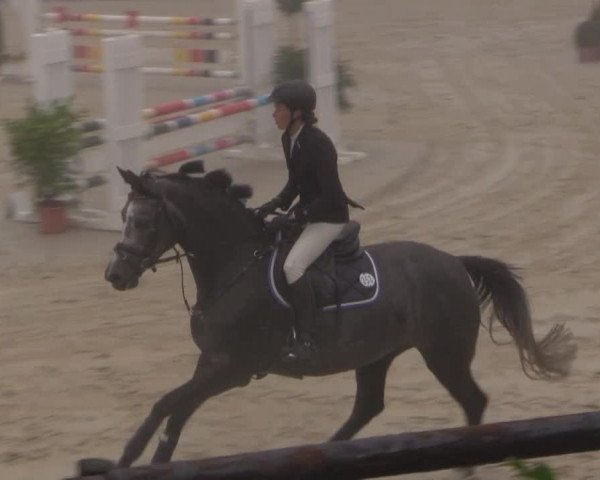 horse Chiara 327 (Westphalian, 2010, from Comme il Faut)