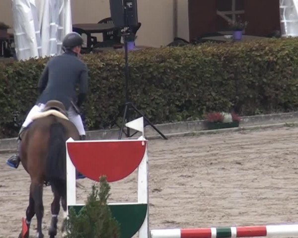 jumper Cindy B 2 (Westphalian, 2010, from Cristallo I)