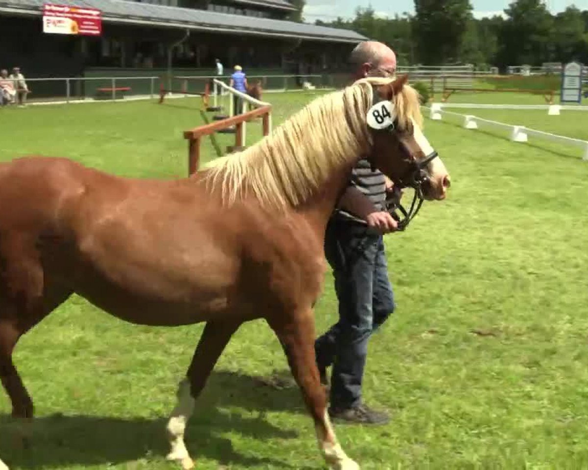 Zuchtstute Hambroek's Ruby (Deutsches Reitpony, 2000, von Spring Dreams Monarch)