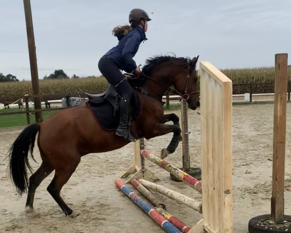 jumper Nepomuk 360 (German Riding Pony, 2011, from Nemax)