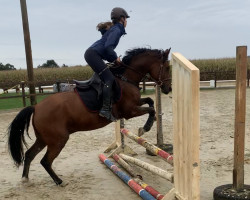 jumper Nepomuk 360 (German Riding Pony, 2011, from Nemax)