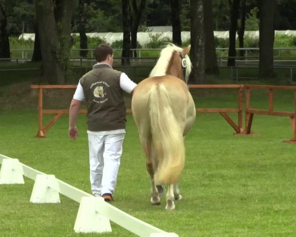 horse Nela (Haflinger, 2011, from Niriak (1,57% ox))