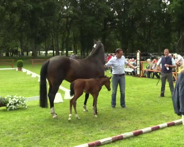 jumper Fame H (Westphalian, 2014, from Floribot)