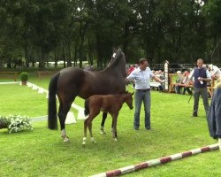 jumper Fame H (Westphalian, 2014, from Floribot)