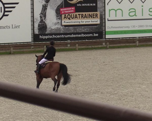 FEI Reitturnier Lier (BEL) 2020