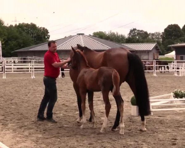 horse Hannelooore (Westphalian, 2014, from Sir Hayfield)