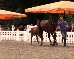 Dressurpferd Little Big Man 43 (Westfale, 2014, von Like a Diamond NRW)