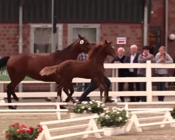Dressurpferd Like A Pearl (Westfale, 2014, von Like a Diamond NRW)