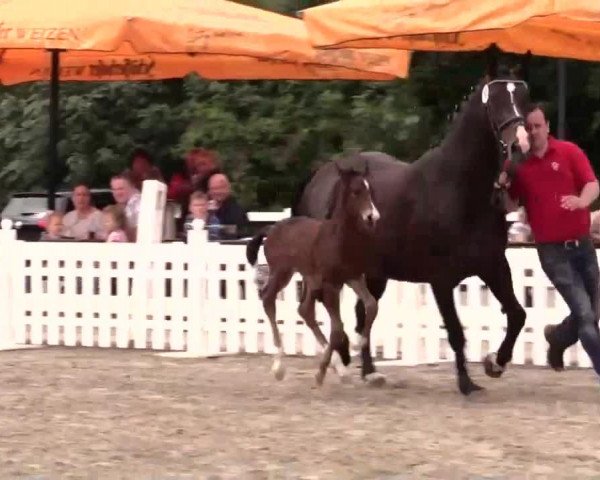 horse Hengst von Cachassini (Westphalian, 2014, from Cachassini)