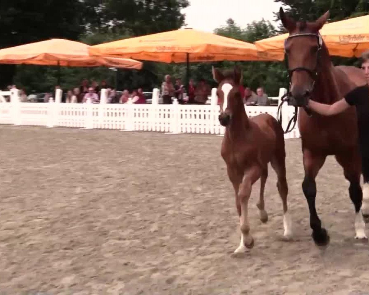 Pferd Hengst von Cachassini (Westfale, 2014, von Cachassini)