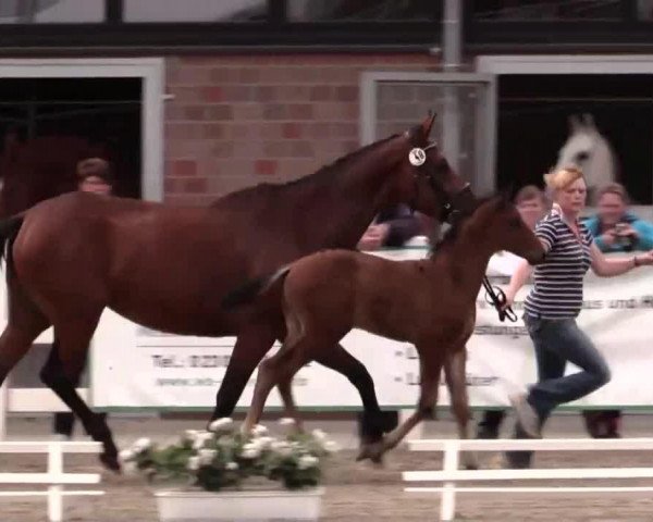 Pferd Calimero 710 (Westfale, 2014, von Cachassini)