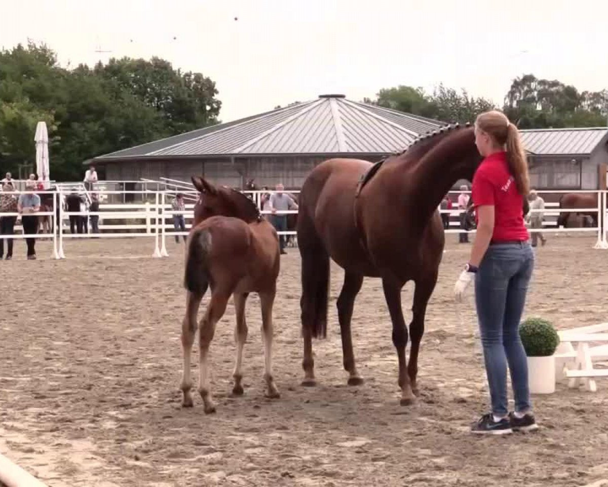 Cavallo Calinka RS (Westfale, 2014, di Cachassini)