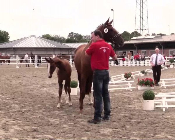 Pferd Cubanica (Westfale, 2014, von Cachassini)